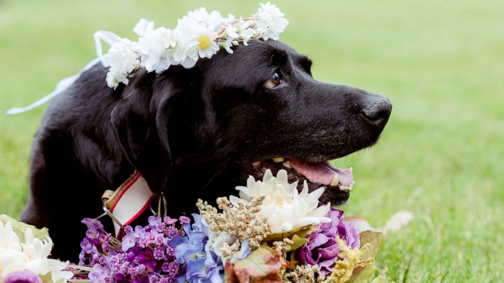 Maid of Honor Carries Family&#39;s Dying Dog Down Aisle for Couple - ABC News