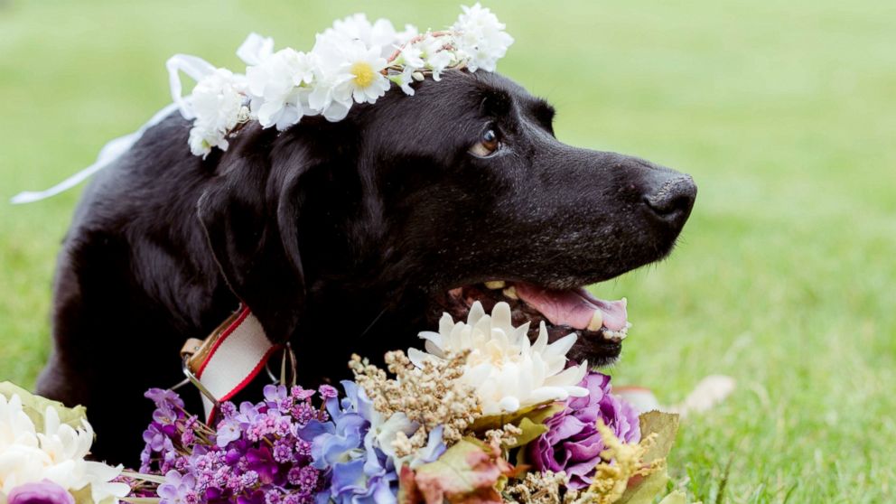 PHOTO: On Sept. 1, maid of honor Katie Lloyd carried Charlie Bear, 15, her sister's dying dog, down the aisle during her wedding in Buena Vista, Colorado. 