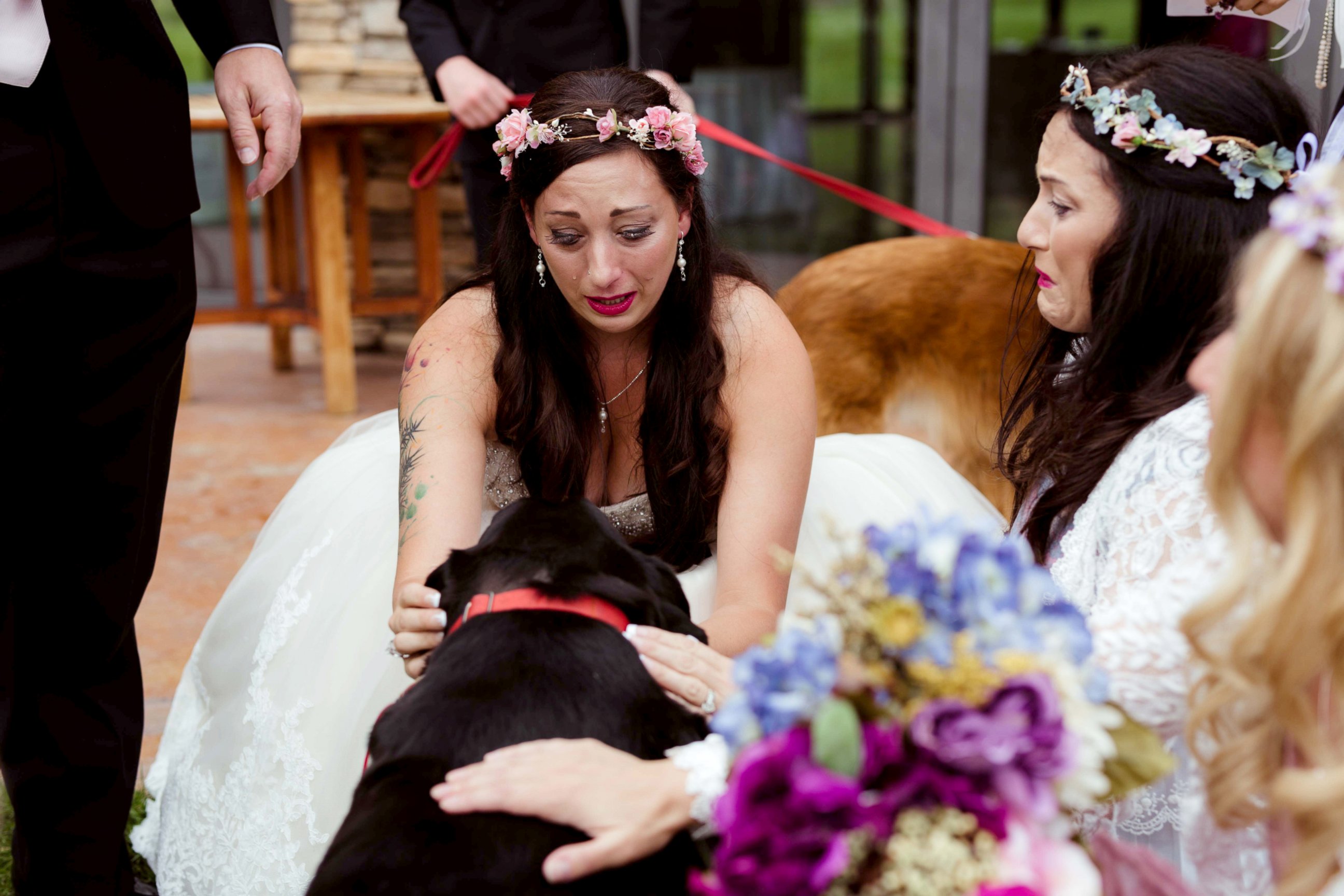 PHOTO: On Sept. 1, maid of honor Katie Lloyd carried Charlie Bear, 15, her sister's dying dog, down the aisle during her wedding in Buena Vista, Colorado. 