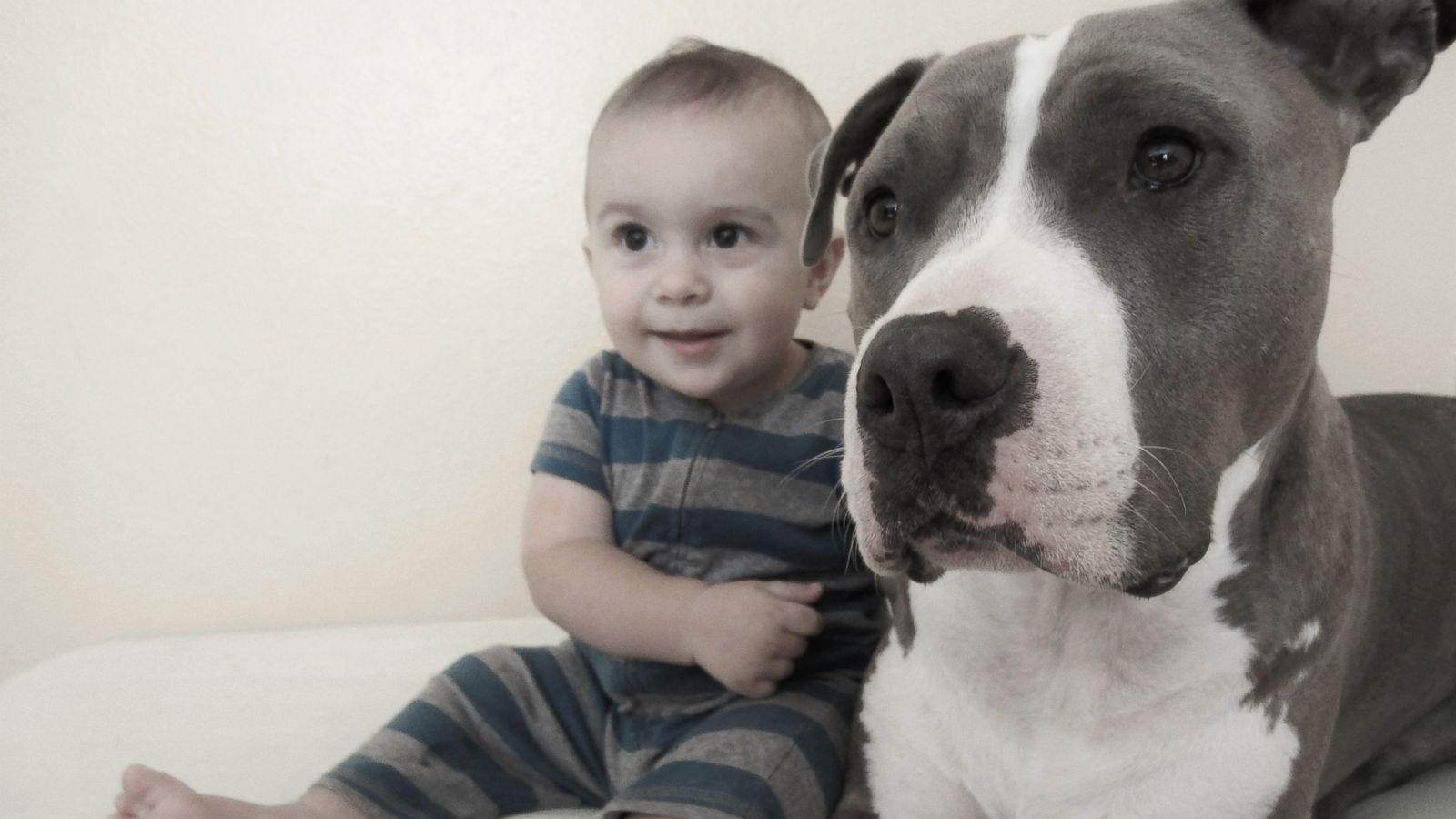 pitbull and baby