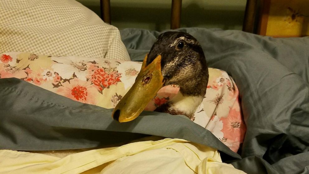 PHOTO: Daniel the duck is an emotional support animal for 37-year-old Carla Fitzgerald from Milwaukee, Wisconsin. Daniel provides comfort for Fitzgerald, who has post-traumatic stress disorder. 