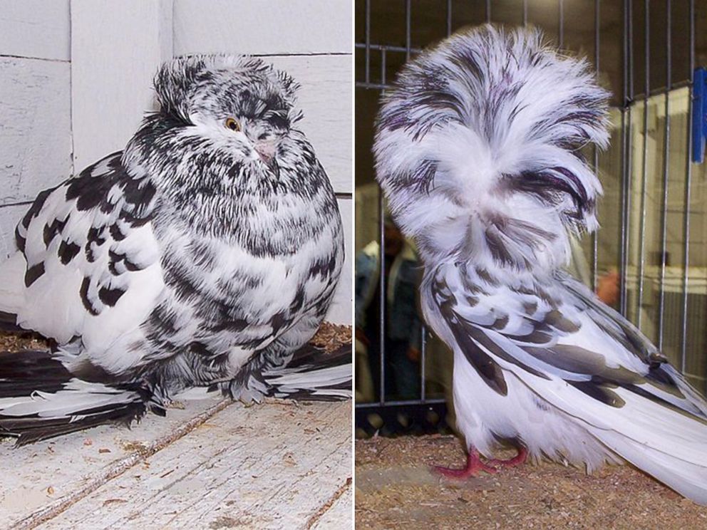 PHOTO: An English Trumpeter pigeon, left, and a Jacobin pigeon.