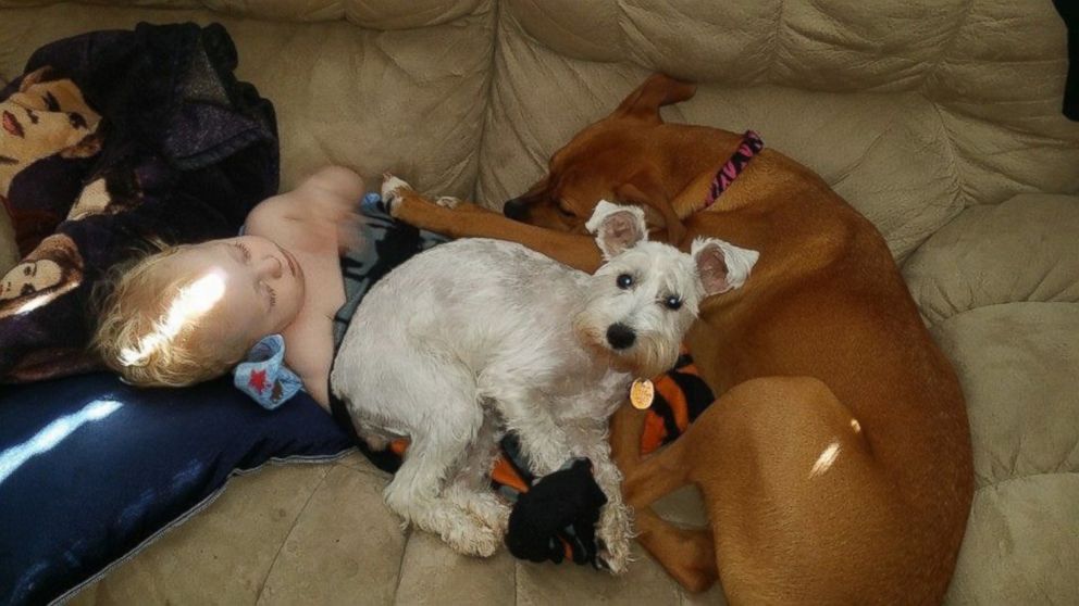 PHOTO: Paige Rogers, 23, rescued Snow White, pictured here, after the 2-year-old dog ran out in front of Rogers' car on Maple Street in Bristol, Tennessee, on Feb. 16, 2016. 