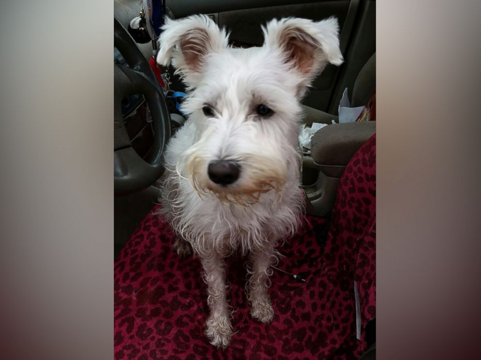 PHOTO: Paige Rogers, 23, rescued Snow White, pictured here, after the 2-year-old dog ran out in front of Rogers' car on Maple Street in Bristol, Tennessee, on Feb. 16, 2016. 