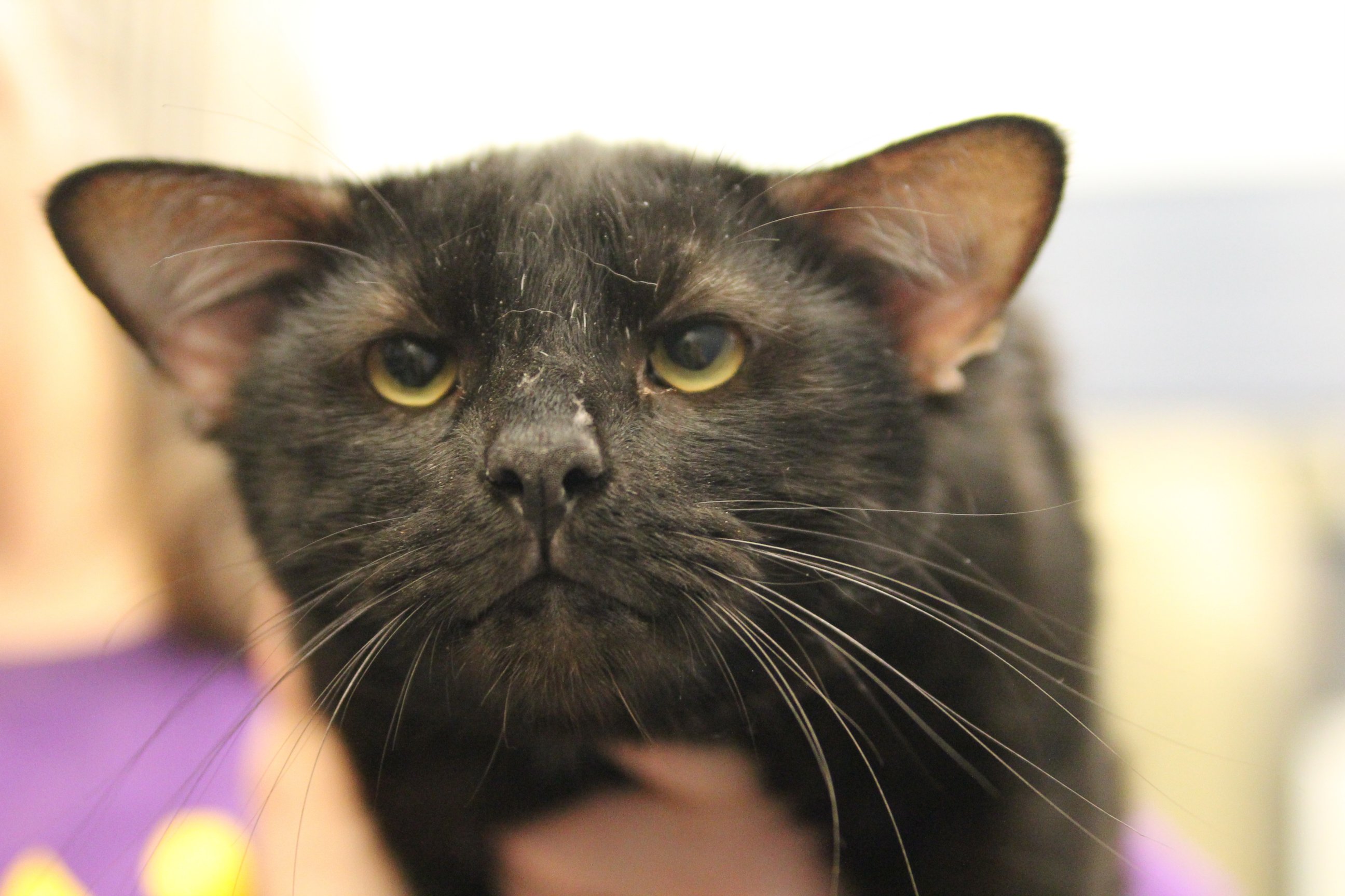 PHOTO: Batman, a unique feline with four ears, was adopted on Aug. 9, 2016, according to the Western Pennsylvania Humane Society in Pittsburgh, Pennsylvania.