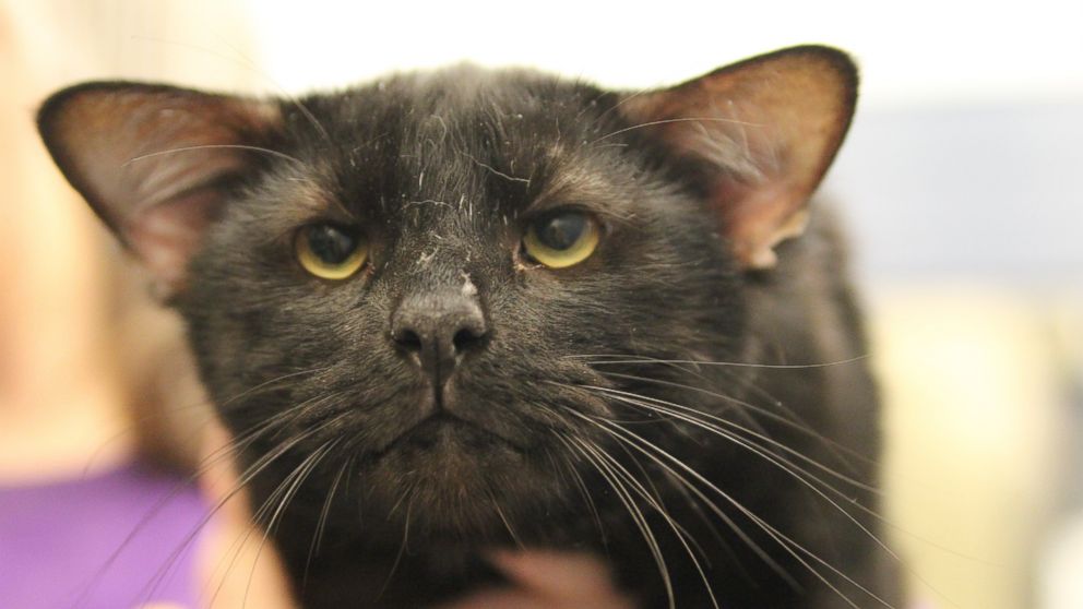 PHOTO: Batman, a unique feline with four ears, was adopted on Aug. 9, 2016, according to the Western Pennsylvania Humane Society in Pittsburgh, Pennsylvania.