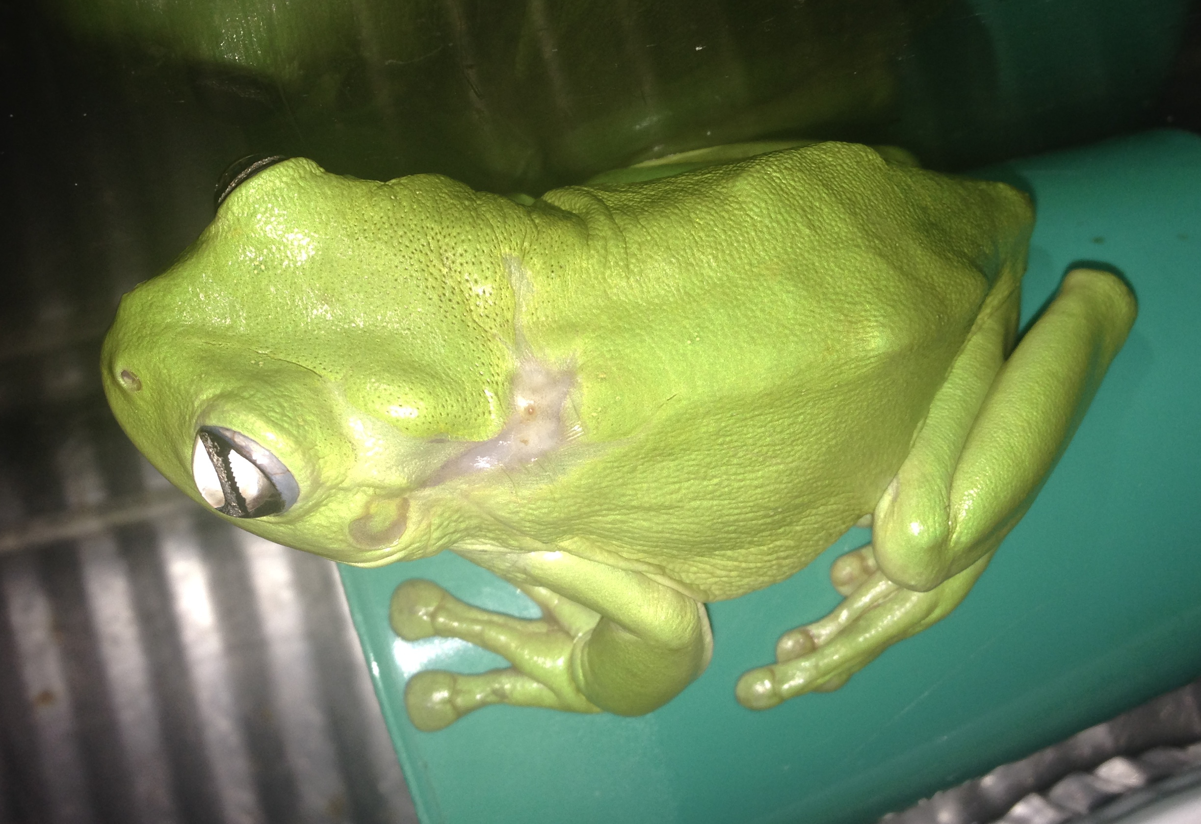 PHOTO: The green frog is seen here four weeks after treatment.