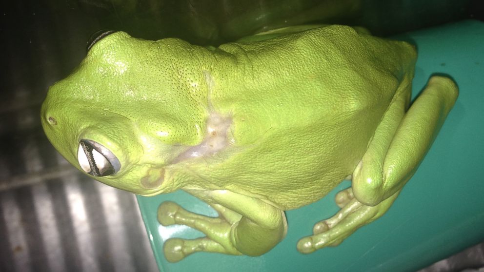 Vet successfully performs surgery on graceful tree frog less than 2cm in  length - ABC News