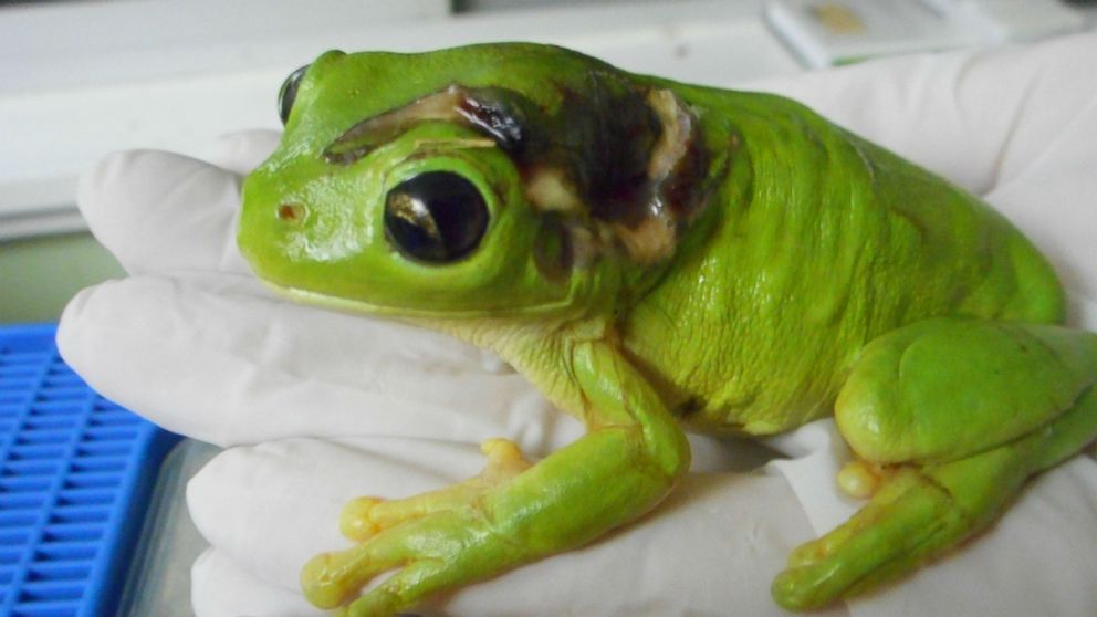 This two-inch green tree frog was accidentally mowed over by a lawn mower in Mt. Isa, a city in Queensland, Australia.