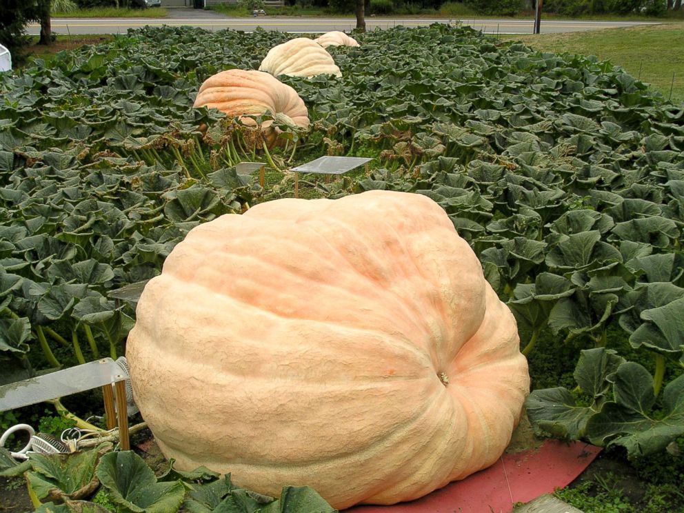 PHOTO: Steve Connolly, of Sharon, Mass., grew a pumpkin that weighed in at 2,075.5 pounds at the 2016 Topsfield Fair in Topsfield, Mass.