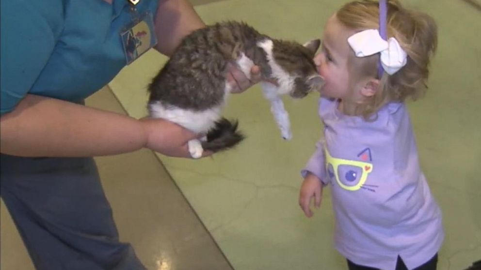 VIDEO: Scarlette Tipton Welcomes 3-Legged Kitten Into Family