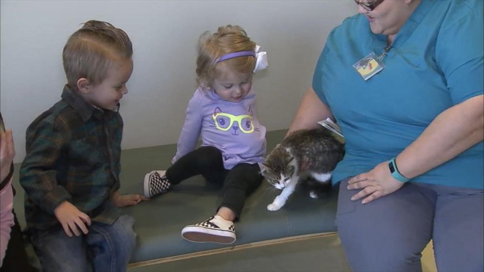 PHOTO:Orange County, California, parents Matt and Simone Tipton adopted a three-legged cat named Holly on Dec. 30, 2015, for their 2-year-old daughter Scarlette, who lost an arm in 2014.  