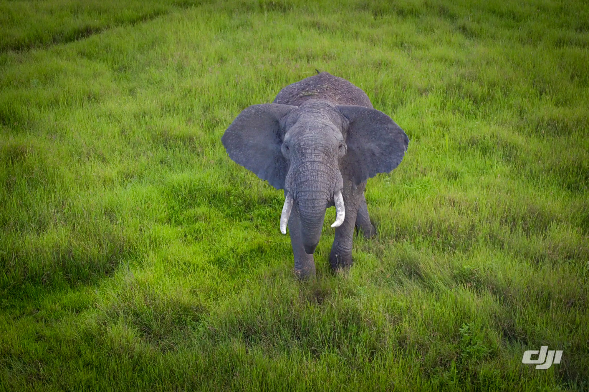 PHOTO: A drone camera captures the stunning scenes of Tanzania's Ngorongoro Crater.