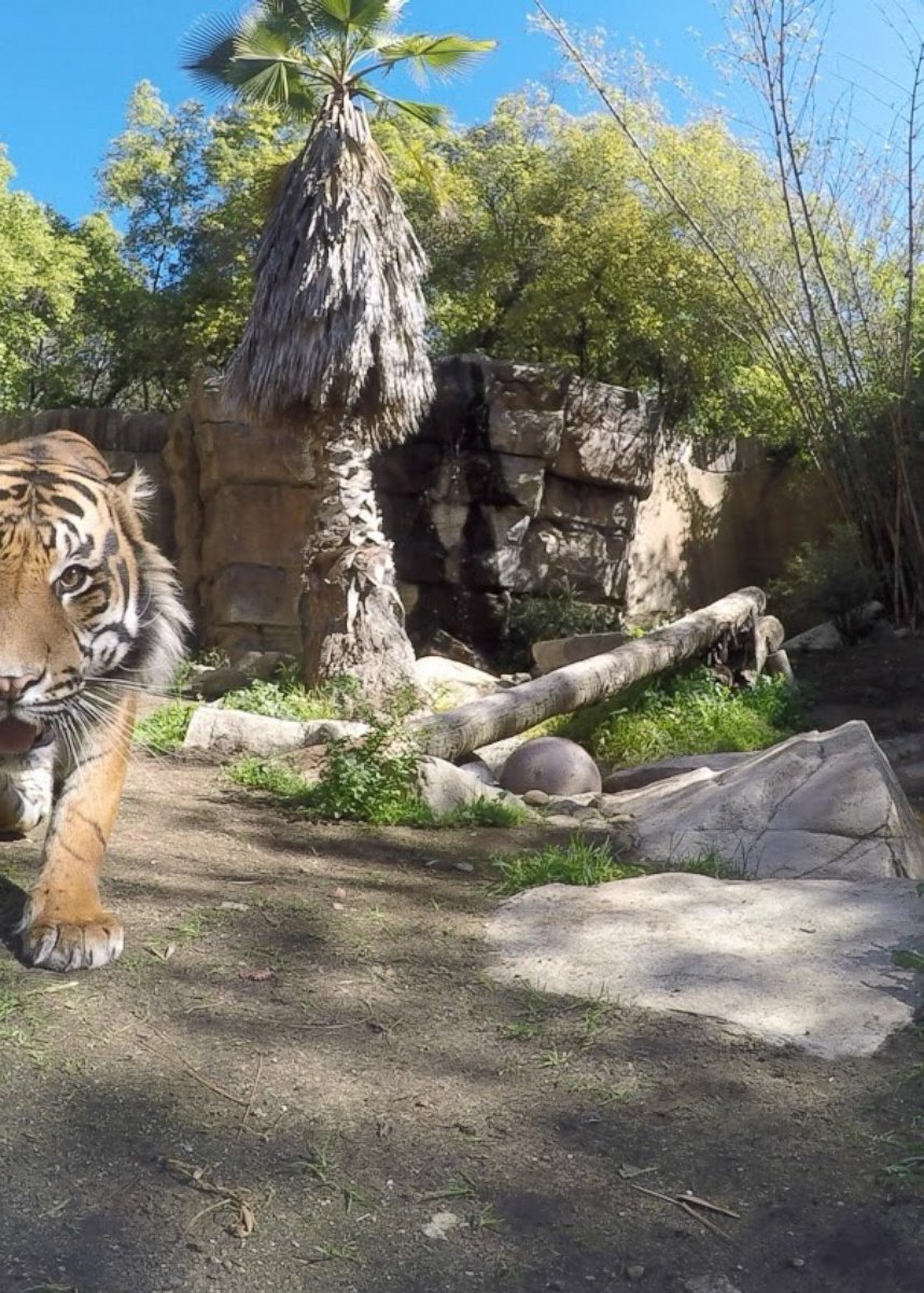 PHOTO: Google has teamed up with the Los Angeles Zoo and set-up high-tech cameras in animal enclosures all over the zoo, so animals can takes photos of themselves.