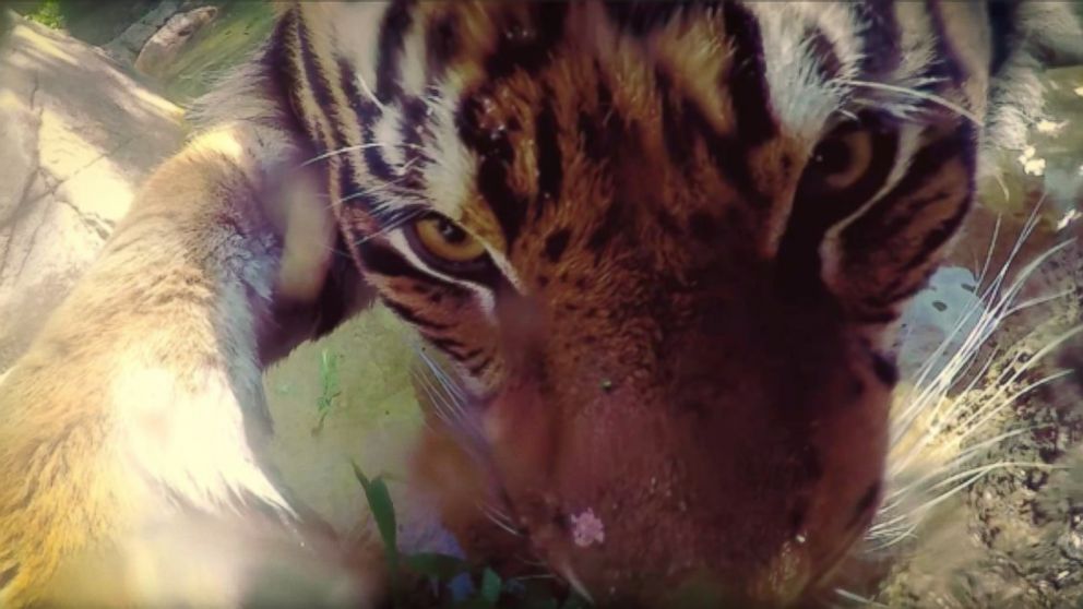 Google has teamed up with the Los Angeles Zoo and set-up high-tech cameras in animal enclosures all over the zoo, so animals can takes photos of themselves.