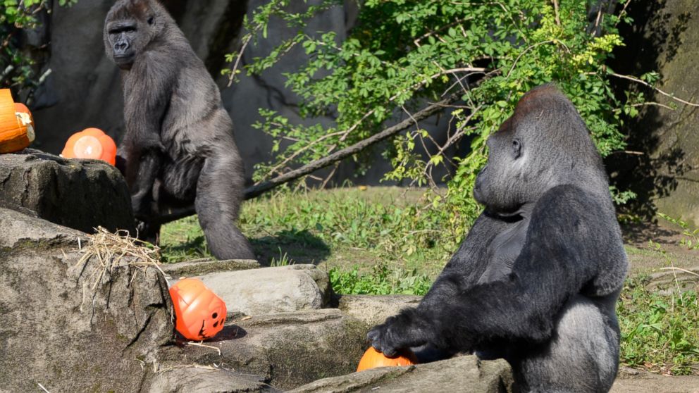 Gorillas at the Cincinnati Zoo enjoyed a pre-Halloween pumpkin treat.