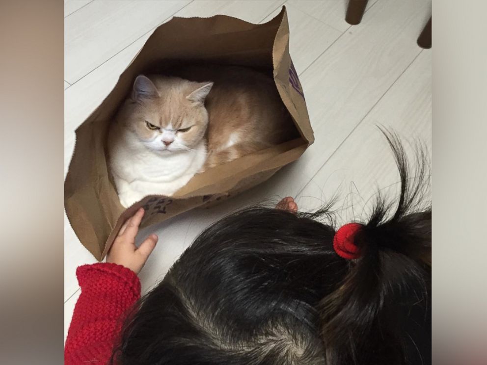 PHOTO: Meet Koyuki, the grumpiest Japanese cat with nearly 20,000 Instagram followers.