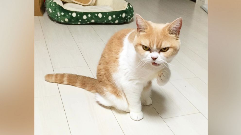 Meet Koyuki, the grumpiest Japanese cat with nearly 20,000 Instagram followers.