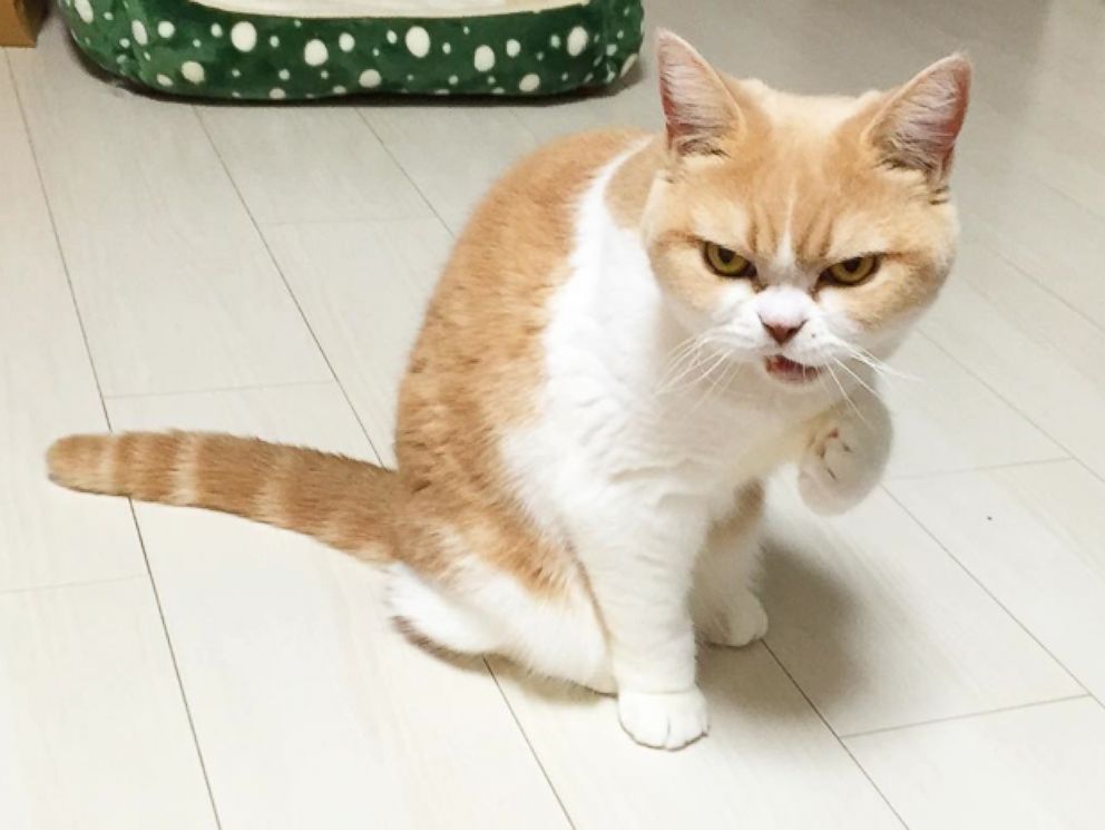 This Japanese Grumpy Cat Is the Fiercest Feline of Them All - ABC News