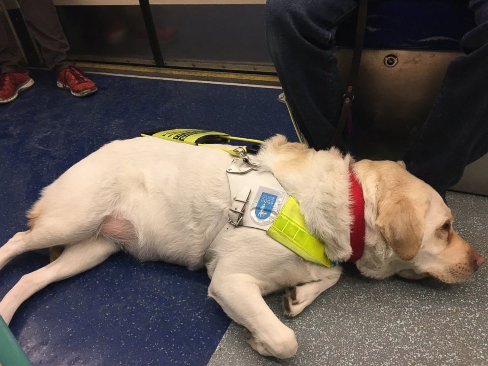 PHOTO: Amit Patel, a London man who went blind in 2012, is raising awareness about how difficult it is to get around his bustling city with his guide dog, Kika.