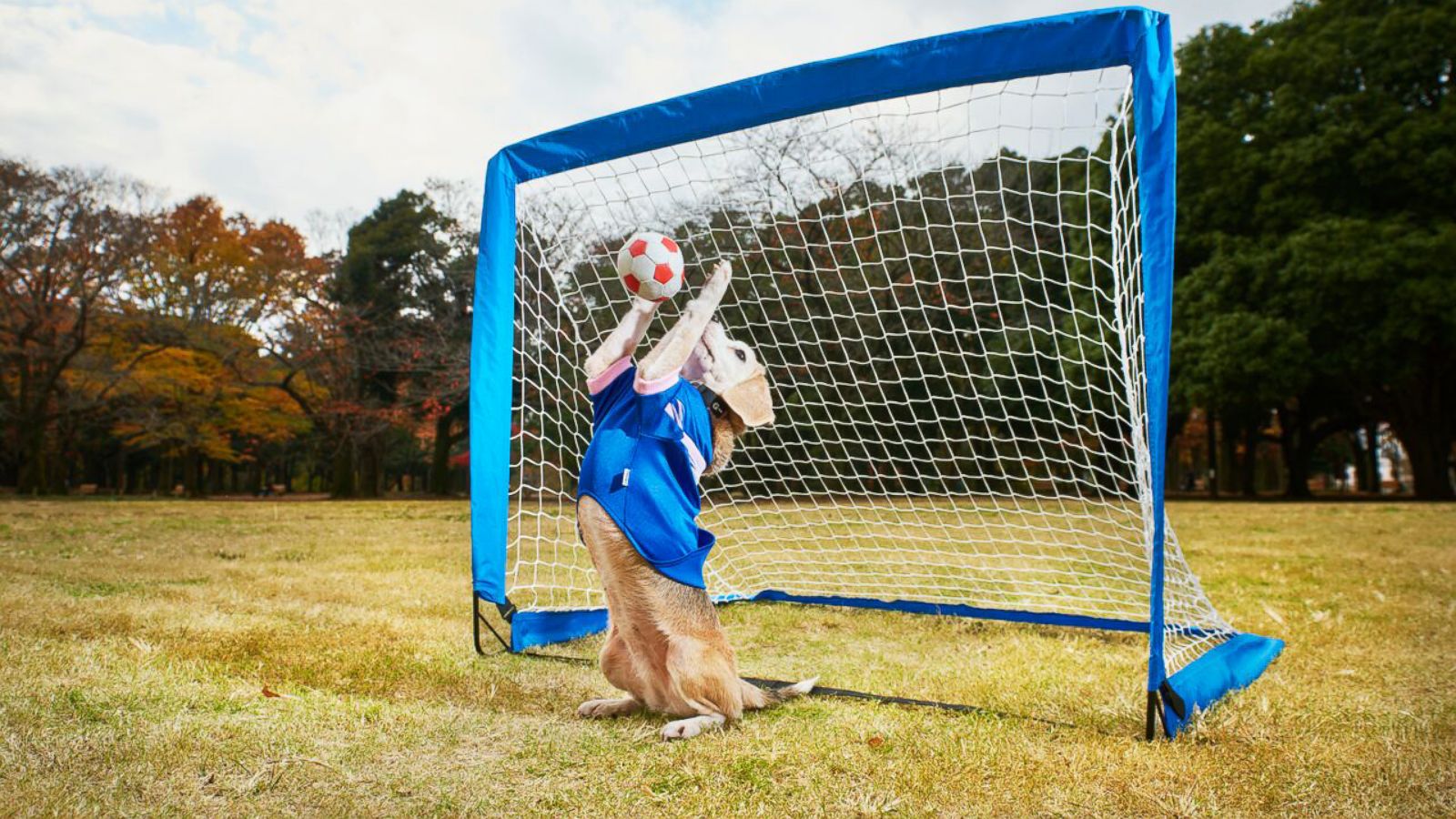 dog catches ball with paws