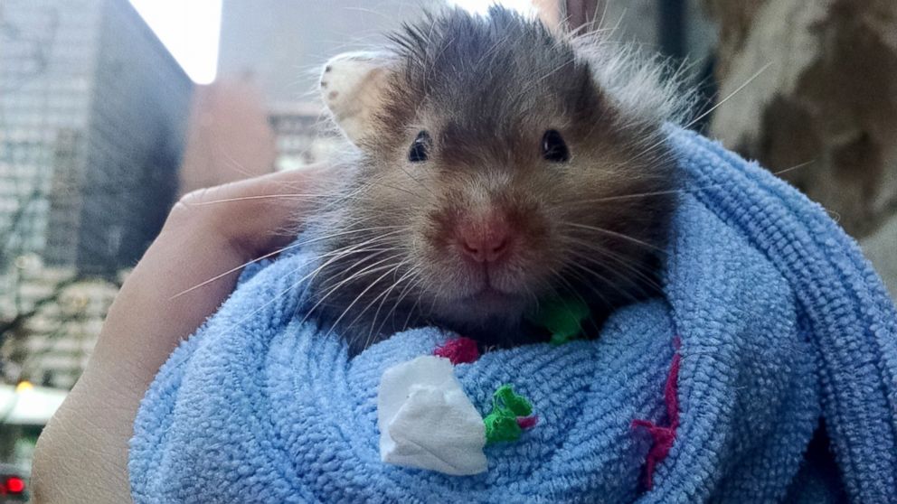 Robbin Williams, a 2-year-old Syrian hamster recently diagnosed with a tumor in his abdomen, is living out his final days completing a bucket list of adventures and things to do in Chicago, according to his owners Arden L. and Riley K. 