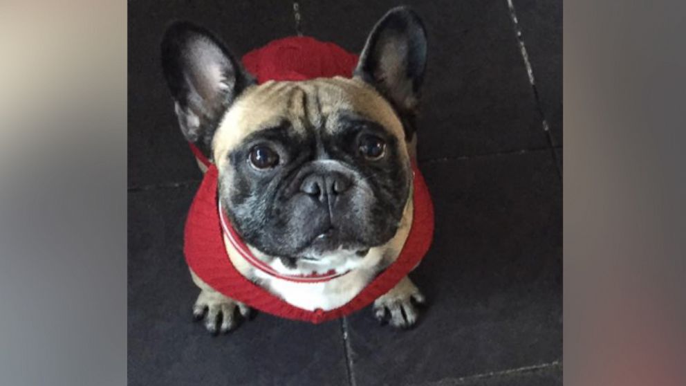 Henry, a 4-year-old French Bulldog, died due to heatstroke after a 10-minute walk in Wirral, United Kingdom in 86 degree temperatures.