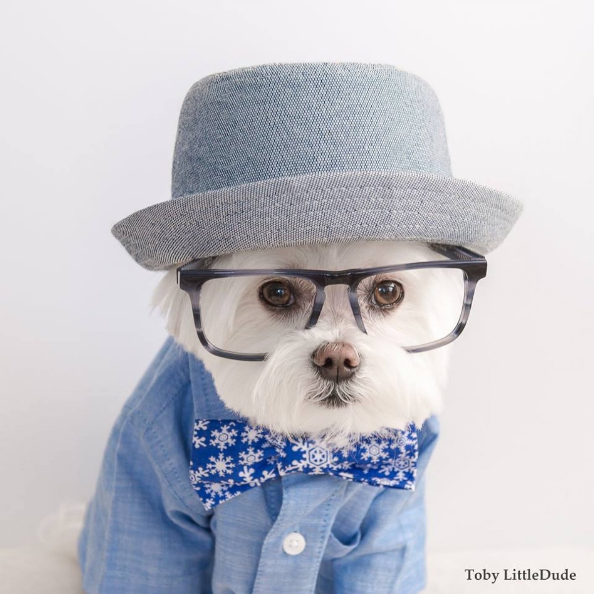 PHOTO: Hipster dog Toby wears thick-rimmed glasses and has more than 86,000 Instagram followers.