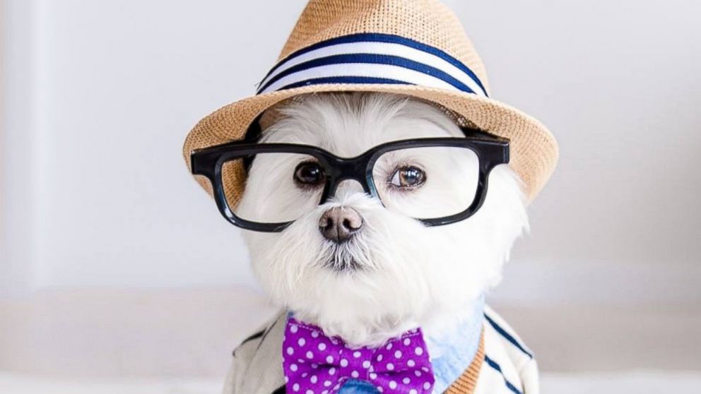 Hipster dog Toby wears thick-rimmed glasses and has more than 86,000 Instagram followers.