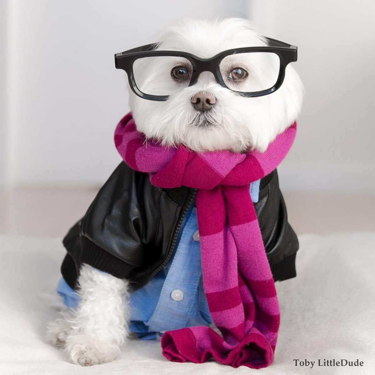 PHOTO: Hipster dog Toby wears thick-rimmed glasses and has more than 86,000 Instagram followers.