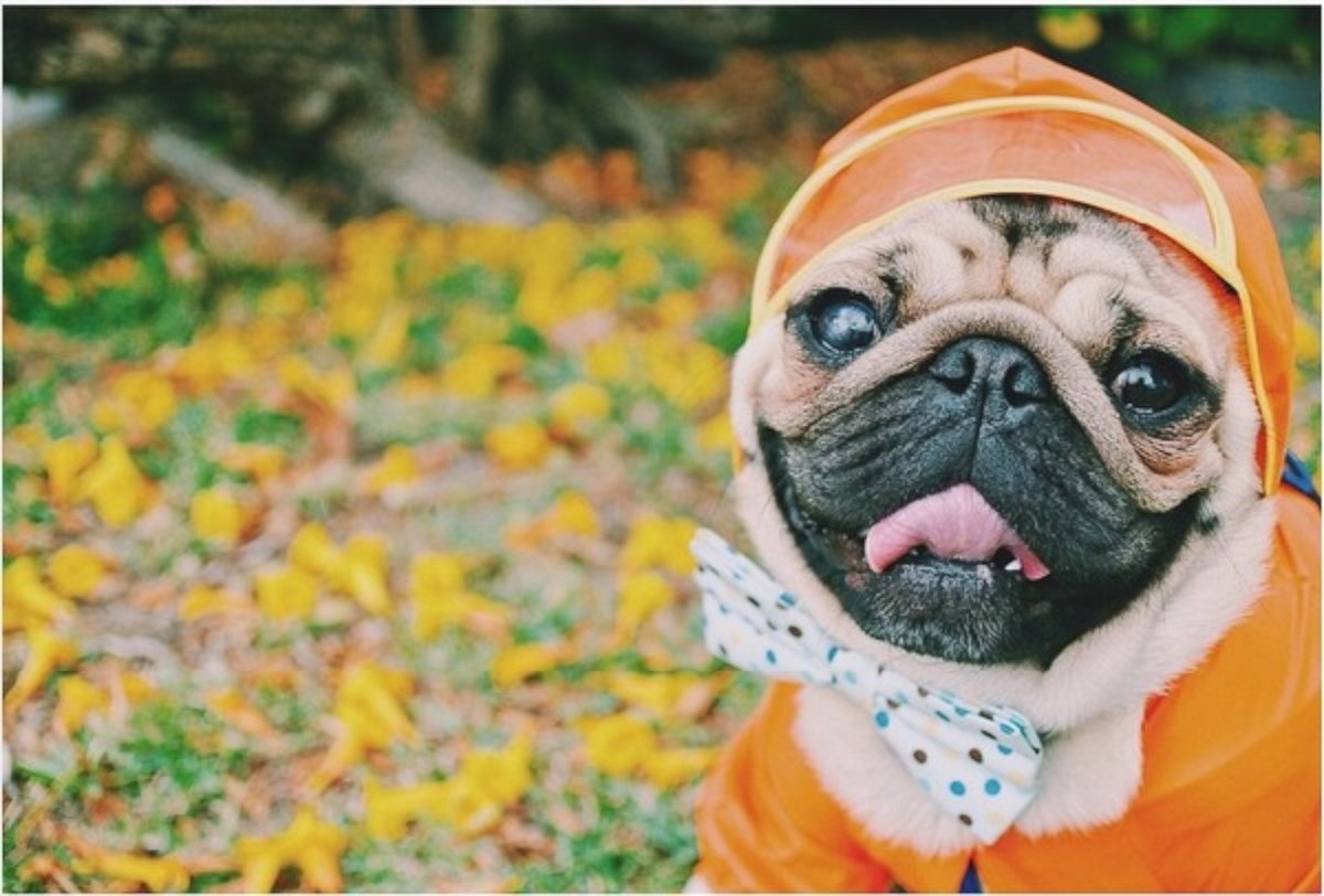 PHOTO: Homer the pug has over 100,000 followers on his Instagram page, HomerPugalicious.