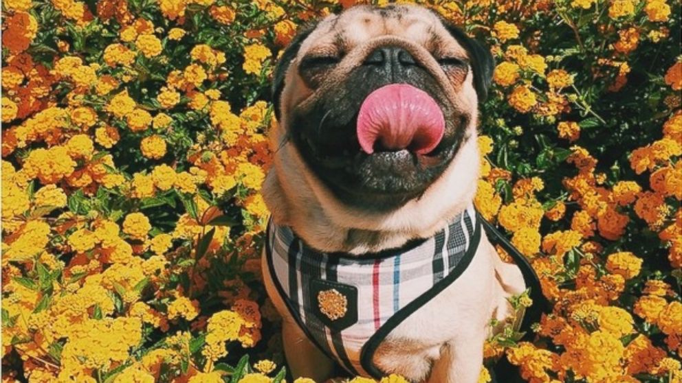 Homer the pug has over 100,000 followers on his Instagram page, HomerPugalicious.