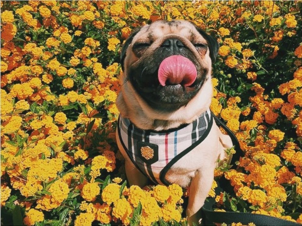 PHOTO: Homer the pug has over 100,000 followers on his Instagram page, HomerPugalicious.