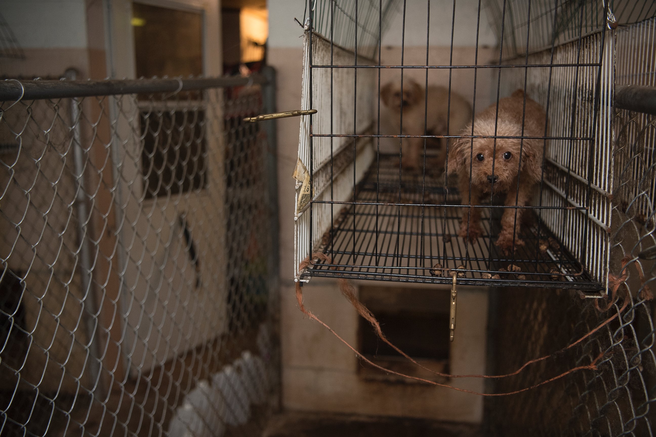 PHOTO: Nearly 130 animals were rescued from a suspected puppy mill in Cabarrus County, North Carolina, on Sept. 26, 2016, according to the Cabarrus County Sheriff's Office and The Humane Society of the United States. 
