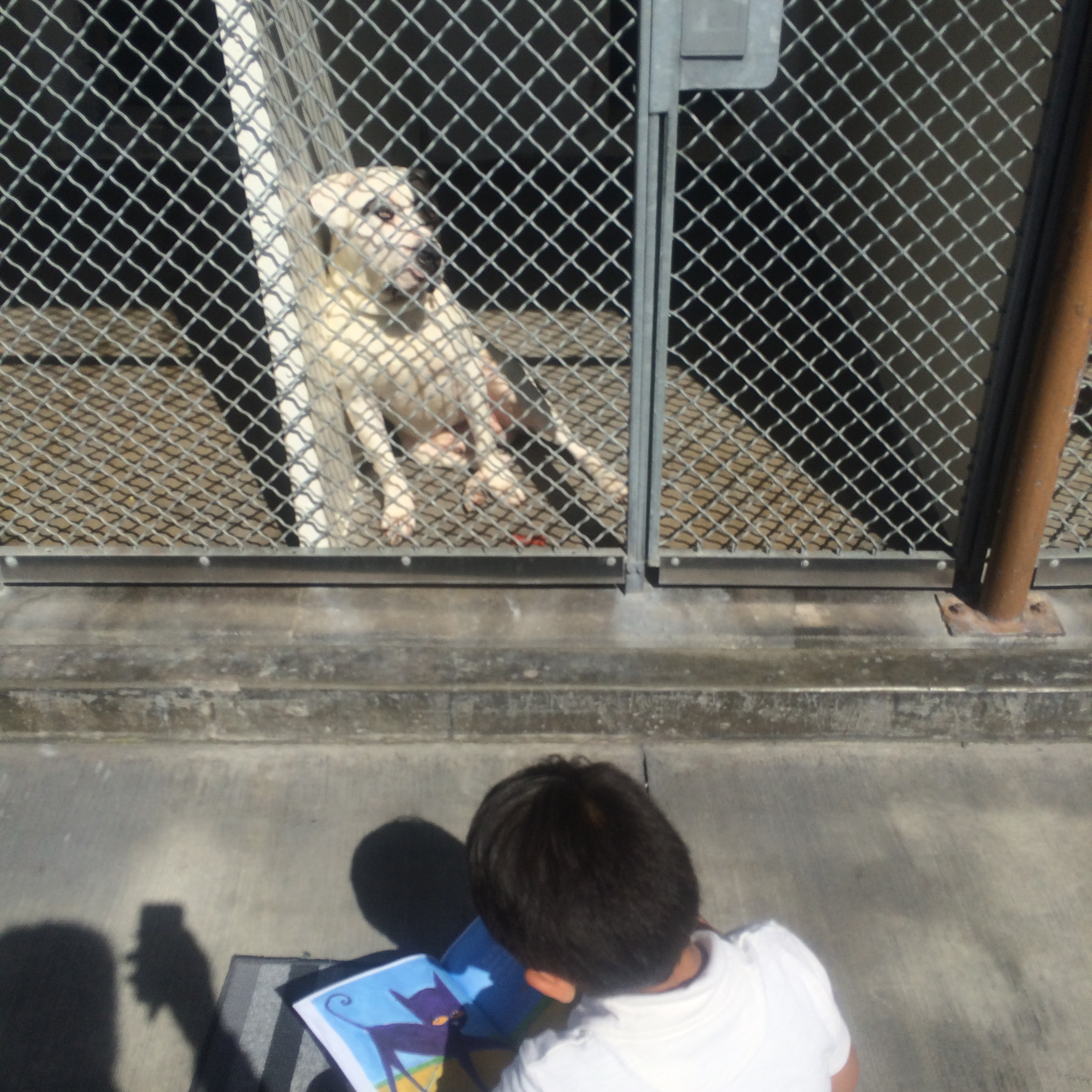 PHOTO:Jacob began reading to the shelter dogs 6 months ago, after his aunt suggested that he helped her volunteer. 