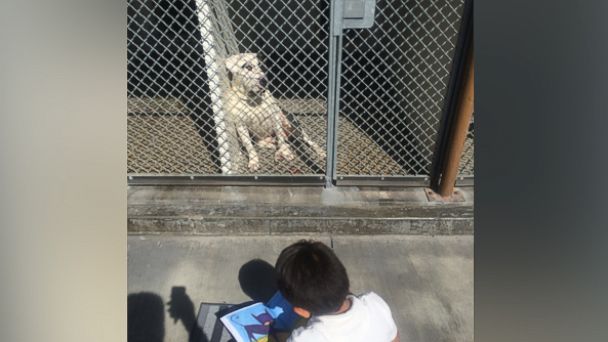 PHOTO:Jacob began reading to the shelter dogs 6 months ago, after his aunt suggested that he helped her volunteer.