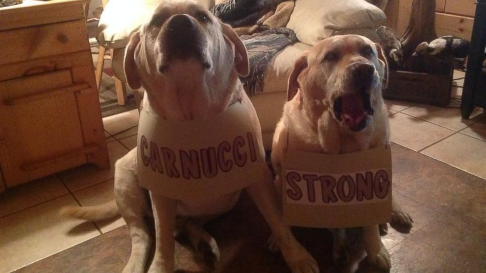 PHOTO: Even dogs got in on the "Carnucci Strong" campaign.