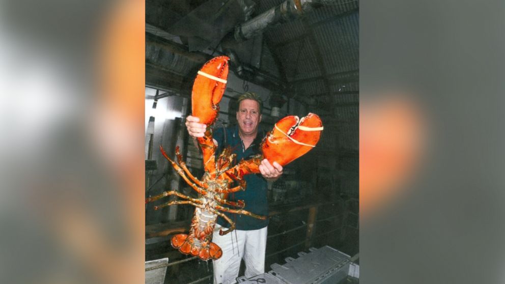 This 23-pound lobster is estimated to be 95 years old.