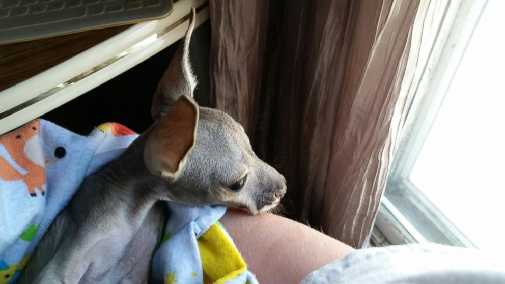 PHOTO: Barkley, a 4-month-old kangaroo was adopted by zookeeper Amanda Dukart after its mother died. 