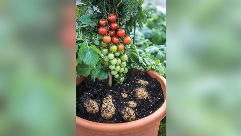 This 'Ketchup 'n' Fries' hybrid plant grows potatoes on the bottom and tomatoes on top.