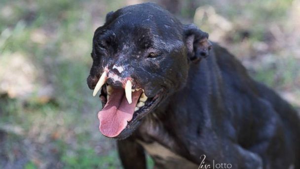 Pit bull sale black panther