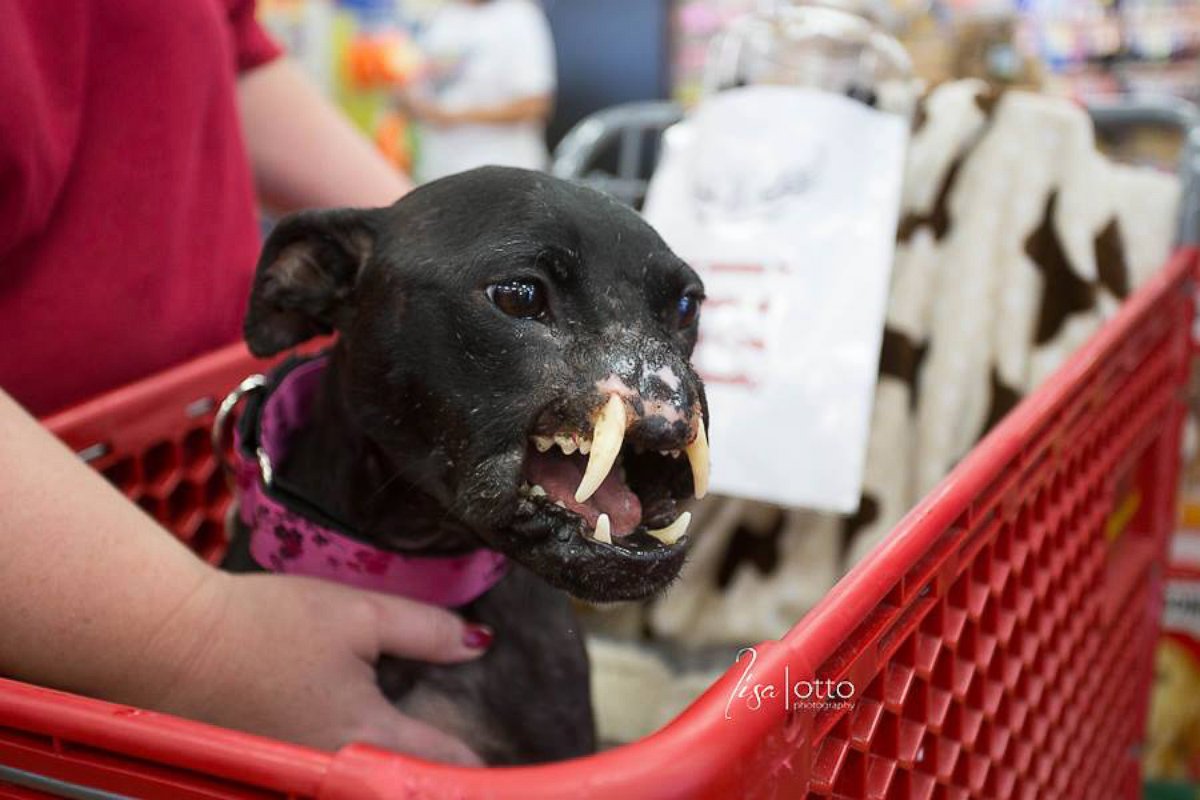 PHOTO: Following surgeries, rescuers will put Khaleesi up for adoption. 