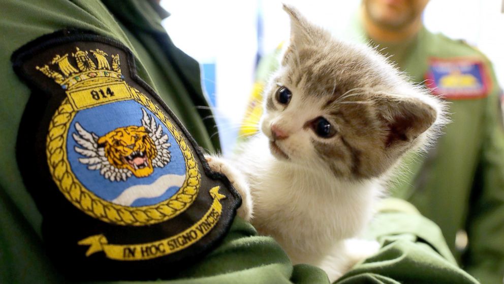 This kitten, nicknamed Tigger, survived a 300-mile journey hiding inside the bumper of a UK Royal Navy helicopter pilot's car.
