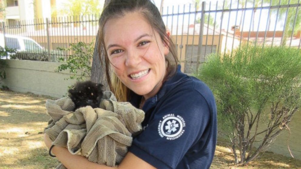 Tiny Kitten Rescued From Manhole in Arizona - ABC News