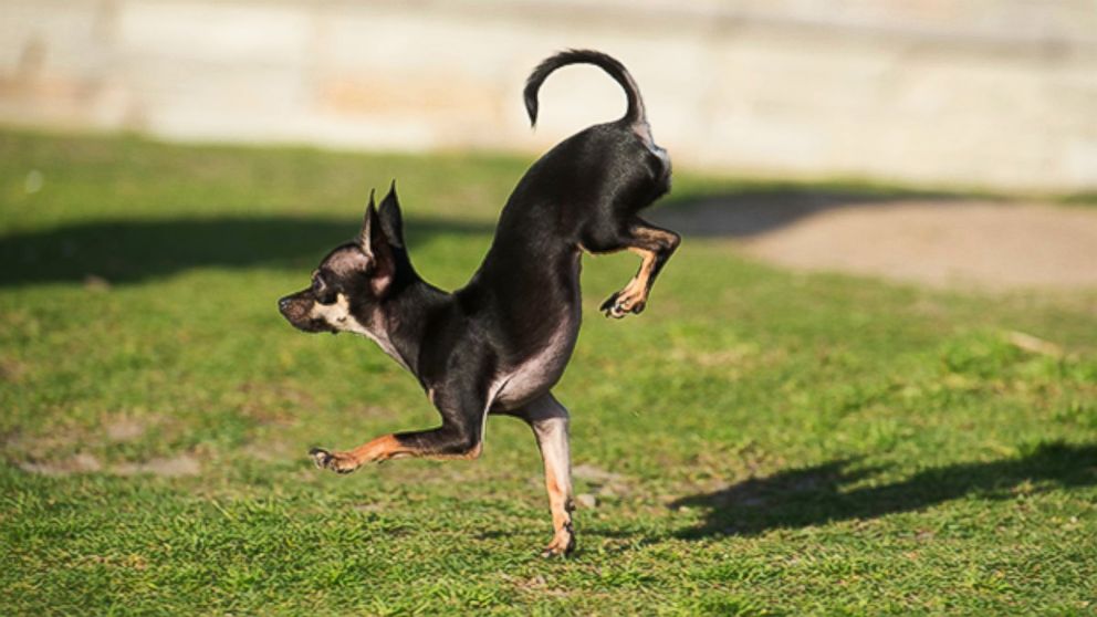 PHOTO: Konjo broke the world record for fastest 5 meters on front paws by a dog.