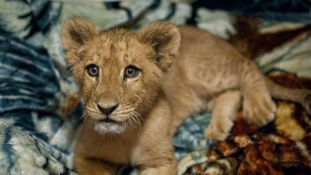 Rescued Lion Cannot Sleep Without His Blanket Abc News