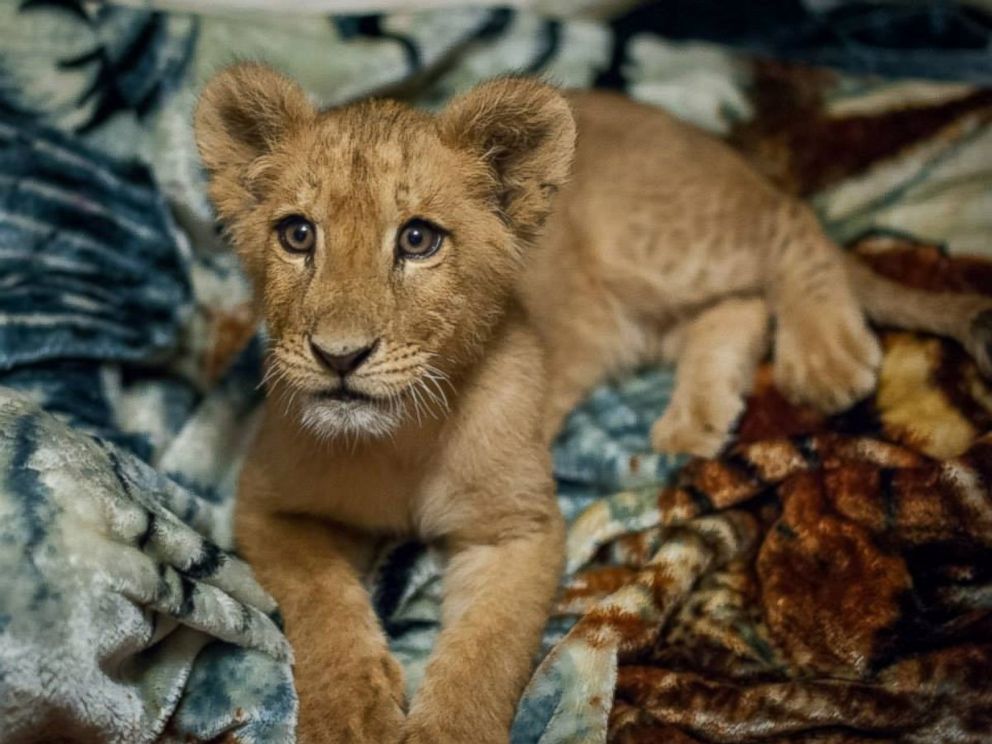 PHOTO: Lambert the lion always has to have a blanket when he goes to sleep at the In-Sync Exotics Wildlife Rescue and Educational Center in Wylie, Texas. 