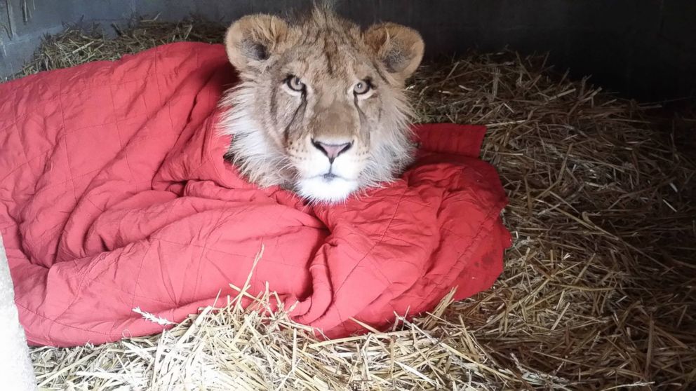 PHOTO: Lambert the lion always has to have a blanket when he goes to sleep at the In-Sync Exotics Wildlife Rescue and Educational Center in Wylie, Texas. 