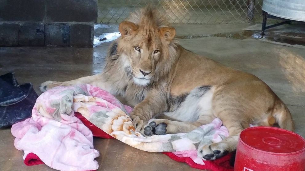 PHOTO: Lambert the lion always has to have a blanket when he goes to sleep at the In-Sync Exotics Wildlife Rescue and Educational Center in Wylie, Texas. 