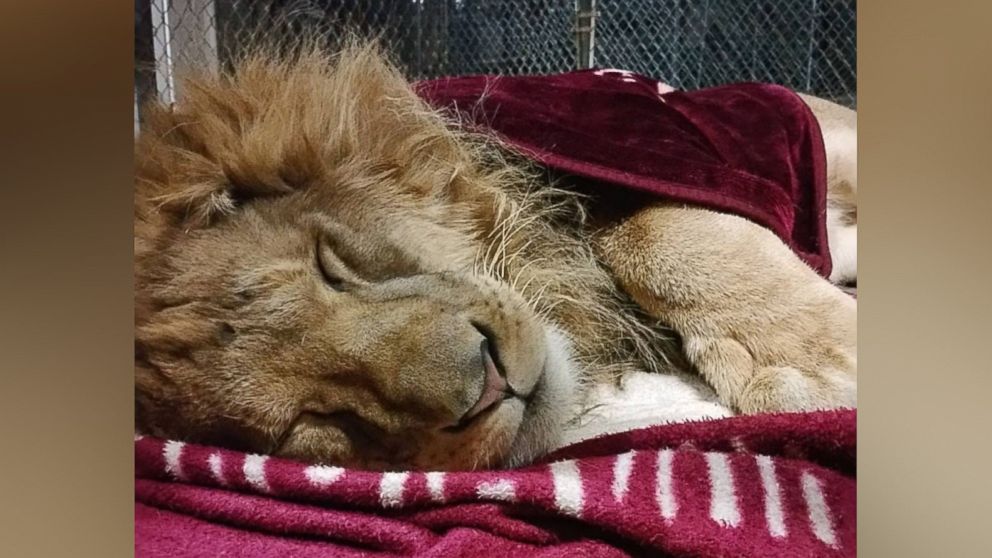 PHOTO: Lambert the lion always has to have a blanket when he goes to sleep at the In-Sync Exotics Wildlife Rescue and Educational Center in Wylie, Texas. 